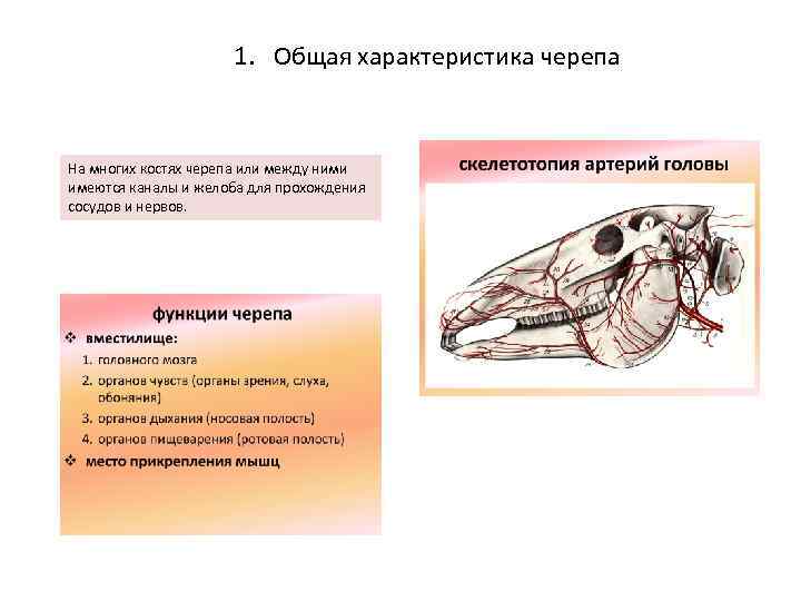 1. Общая характеристика черепа На многих костях черепа или между ними имеются каналы и