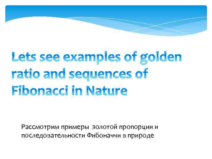 Рассмотрим примеры золотой пропорции и последовательности Фибоначчи в природе 