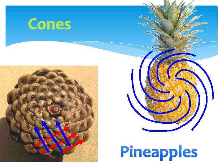 Cones Pineapples 