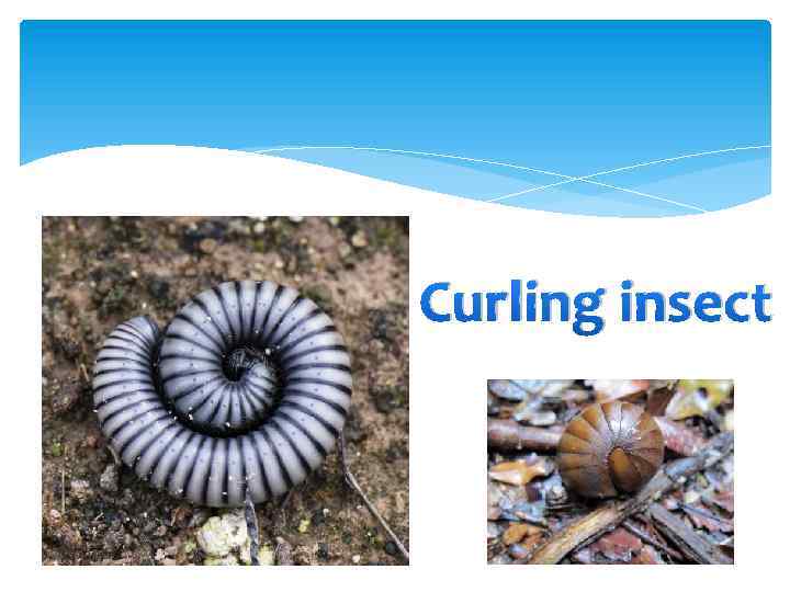 Curling insect 