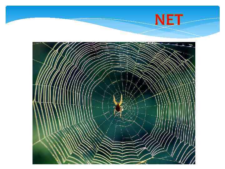 NET 