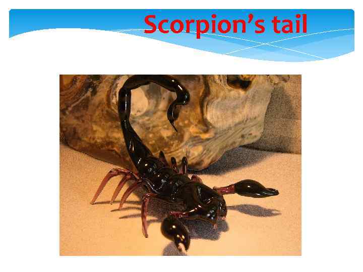 Scorpion’s tail 