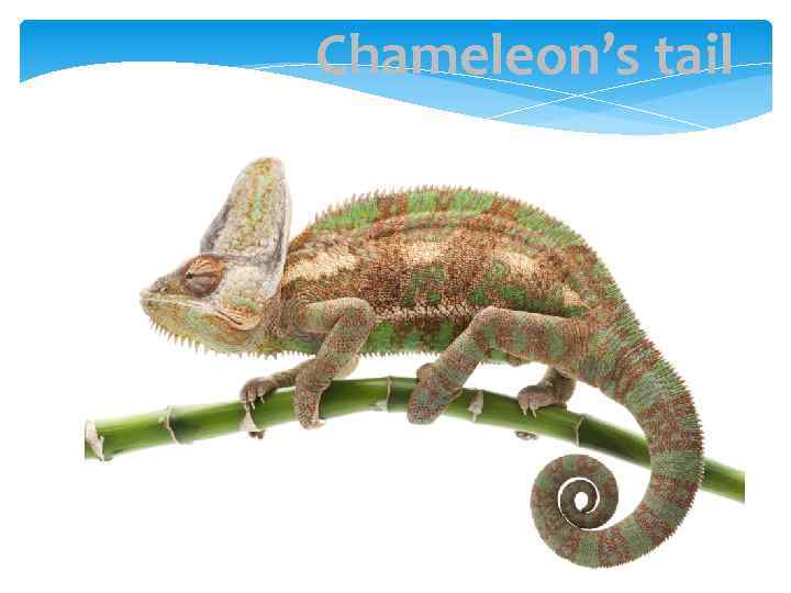 Сhameleon’s tail 