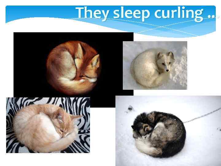 They sleep curling. . . 