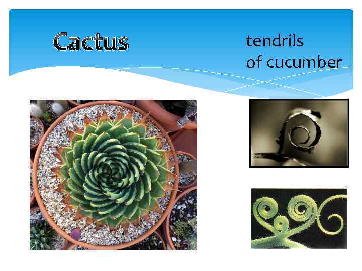 Сactus tendrils of cucumber 