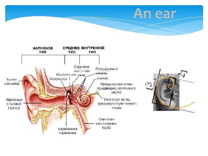 An ear 