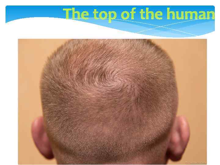 The top of the human 