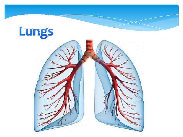 Lungs 