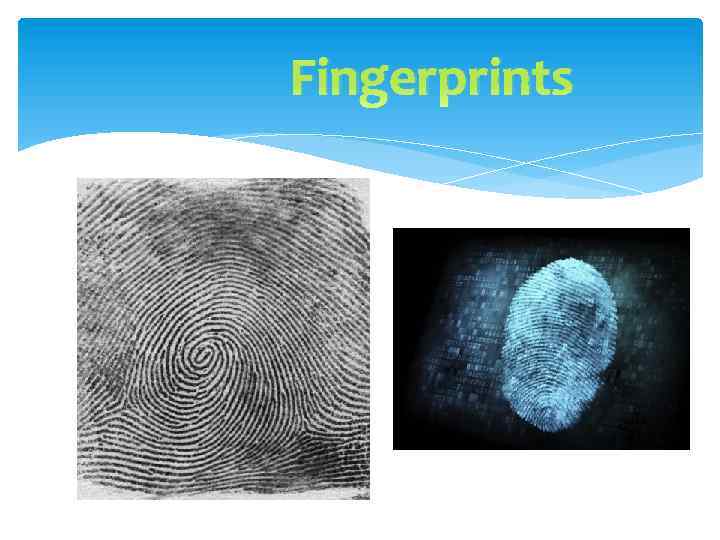 Fingerprints 