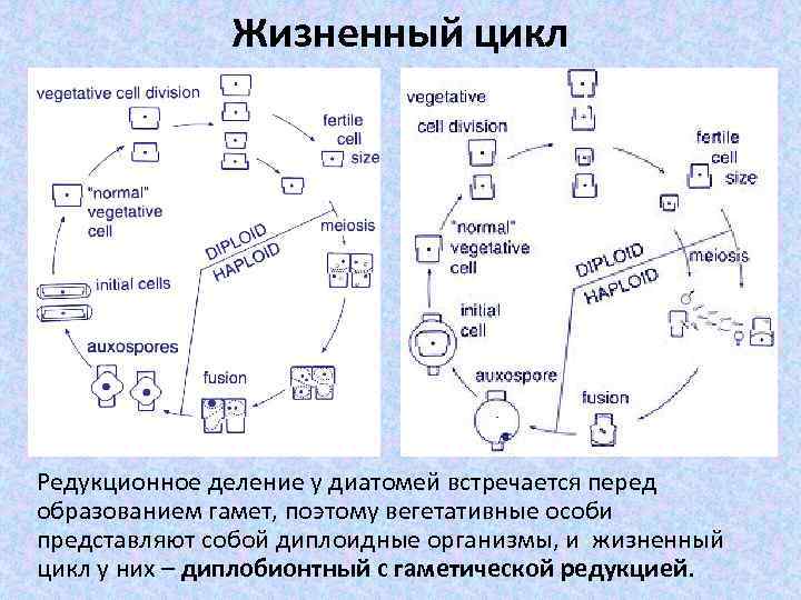 Жизненный цикл Редукционное деление у диатомей встречается перед образованием гамет, поэтому вегетативные особи представляют