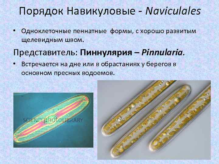 Порядок Навикуловые - Naviculales • Одноклеточные пеннатные формы, с хорошо развитым щелевидным швом. Представитель: