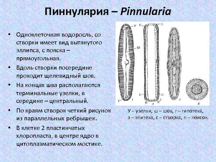 Пиннулярия – Pinnularia • Одноклеточная водоросль, со створки имеет вид вытянутого эллипса, с пояска