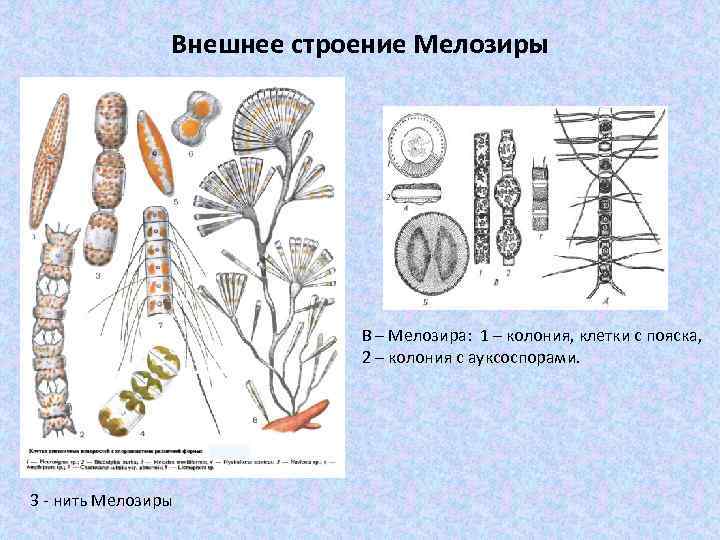 Внешнее строение Мелозиры В – Мелозира: 1 – колония, клетки с пояска, 2 –