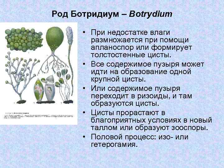 Род Ботридиум – Botrydium • При недостатке влаги размножается при помощи апланоспор или формирует