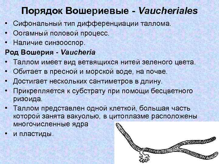 Порядок Вошериевые - Vaucheriales • Сифональный тип дифференциации таллома. • Оогамный половой процесс. •