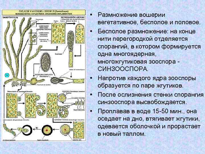 Вегетативные водоросли. Отдел Охрофитовые водоросли. Жизненный цикл вошерии (отдел желто-зеленые водоросли, Xanthophyta; p. Vaucheria). Вошерия водоросль строение. Общий вид таллома вошерии.