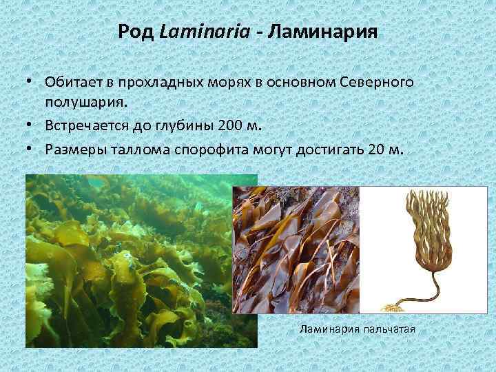 Род Laminaria - Ламинария • Обитает в прохладных морях в основном Северного полушария. •