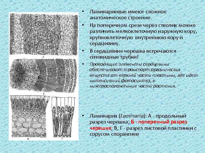  • Ламинариевые имеют сложное анатомическое строение. • На поперечном срезе через стволик можно