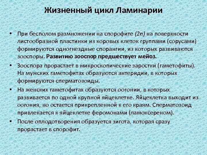 Жизненный цикл Ламинарии • При бесполом размножении на спорофите (2 n) на поверхности листообразной