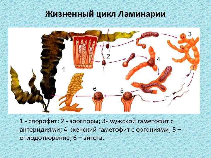 Жизненный цикл Ламинарии 1 - спорофит; 2 - зооспоры; 3 - мужской гаметофит с