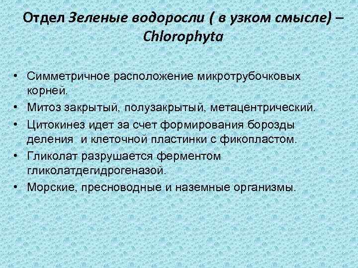 Отдел Зеленые водоросли ( в узком смысле) – Chlorophyta • Симметричное расположение микротрубочковых корней.