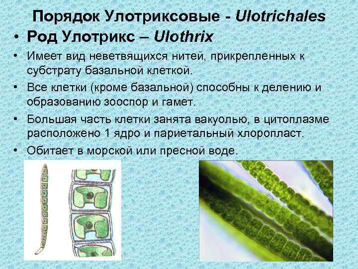 Порядок Улотриксовые - Ulotrichales • Род Улотрикс – Ulothrix • Имеет вид неветвящихся нитей,