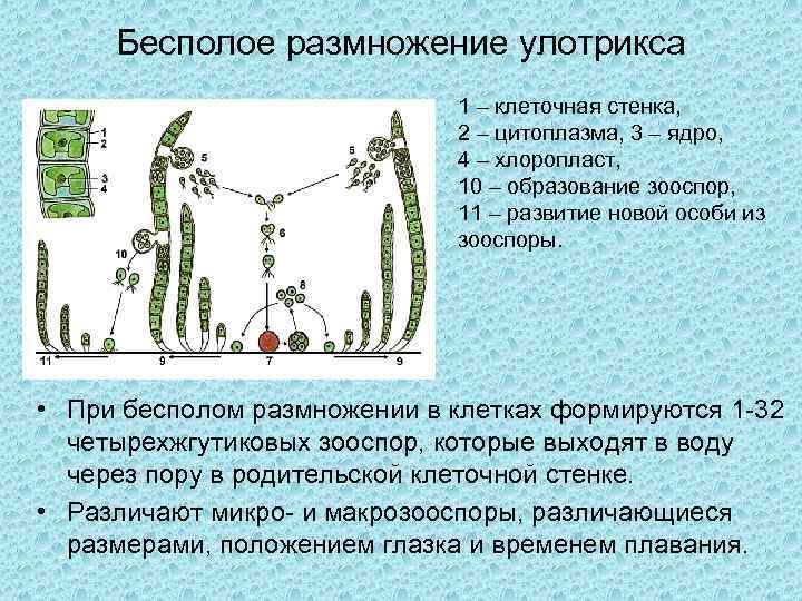 Бесполое размножение улотрикса 1 – клеточная стенка, 2 – цитоплазма, 3 – ядро, 4