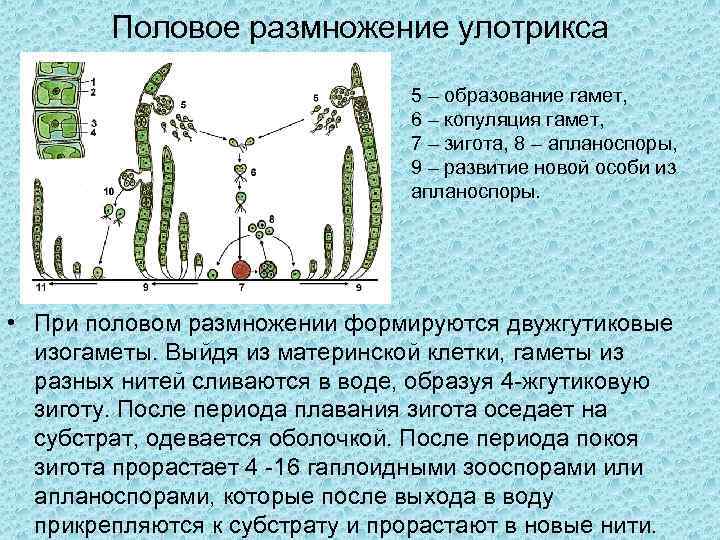 Половое размножение улотрикса 5 – образование гамет, 6 – копуляция гамет, 7 – зигота,