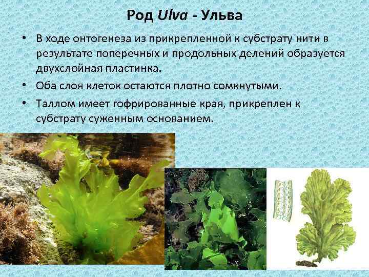 Род Ulva - Ульва • В ходе онтогенеза из прикрепленной к субстрату нити в