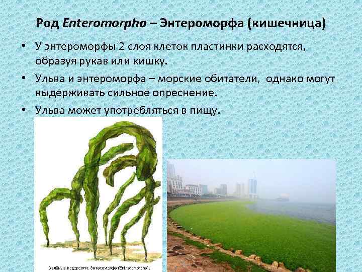 Род Enteromorpha – Энтероморфа (кишечница) • У энтероморфы 2 слоя клеток пластинки расходятся, образуя