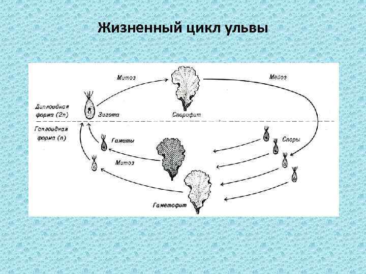 Жизненный цикл ульвы 