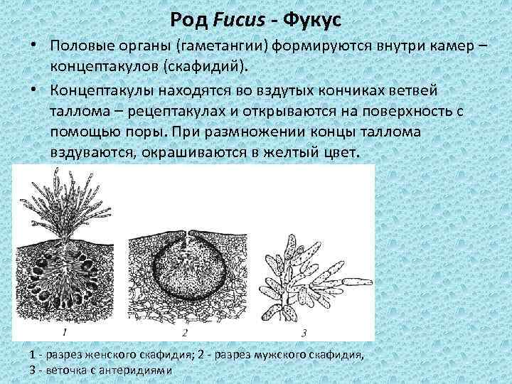 Род Fucus - Фукус • Половые органы (гаметангии) формируются внутри камер – концептакулов (скафидий).