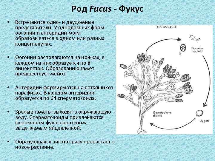 Род Fucus - Фукус • Встречаются одно- и двудомные представители. У однодомных форм оогонии