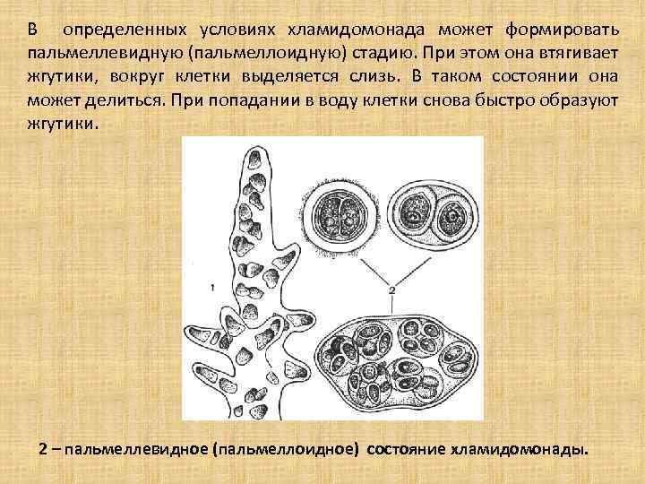 В определенных условиях хламидомонада может формировать пальмеллевидную (пальмеллоидную) стадию. При этом она втягивает жгутики,