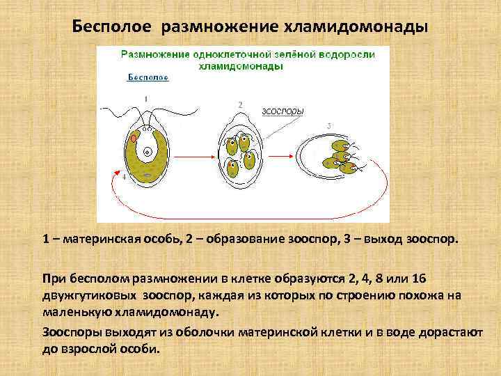 Бесполое размножение хламидомонады 1 – материнская особь, 2 – образование зооспор, 3 – выход