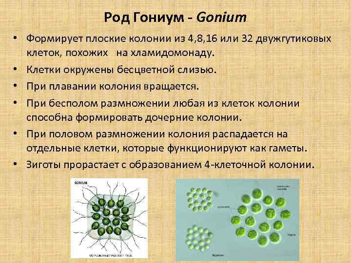 Род Гониум - Gonium • Формирует плоские колонии из 4, 8, 16 или 32