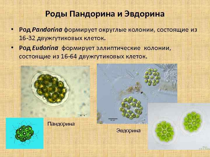Роды Пандорина и Эвдорина • Род Pandorina формирует округлые колонии, состоящие из 16 -32