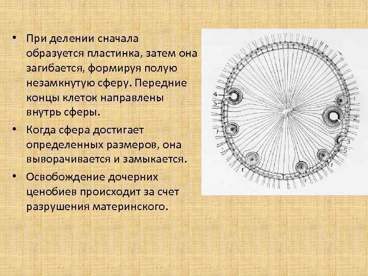  • При делении сначала образуется пластинка, затем она загибается, формируя полую незамкнутую сферу.