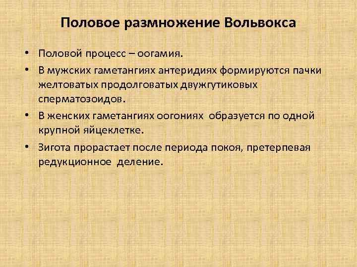 Половое размножение Вольвокса • Половой процесс – оогамия. • В мужских гаметангиях антеридиях формируются