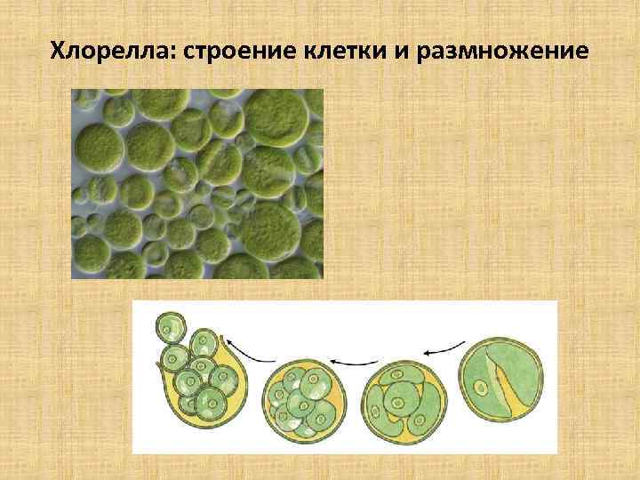 Одноклеточные водоросли хлореллы. Хлорелла водоросль. Хлорелла царство. Одноклеточные растения хлорелла.