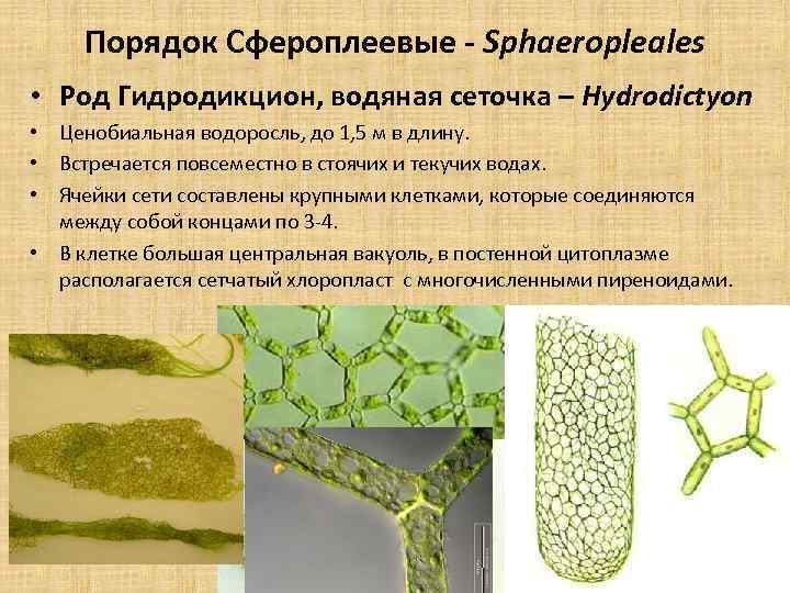 Порядок Сфероплеевые - Sphaeropleales • Род Гидродикцион, водяная сеточка – Hydrodictyon • Ценобиальная водоросль,