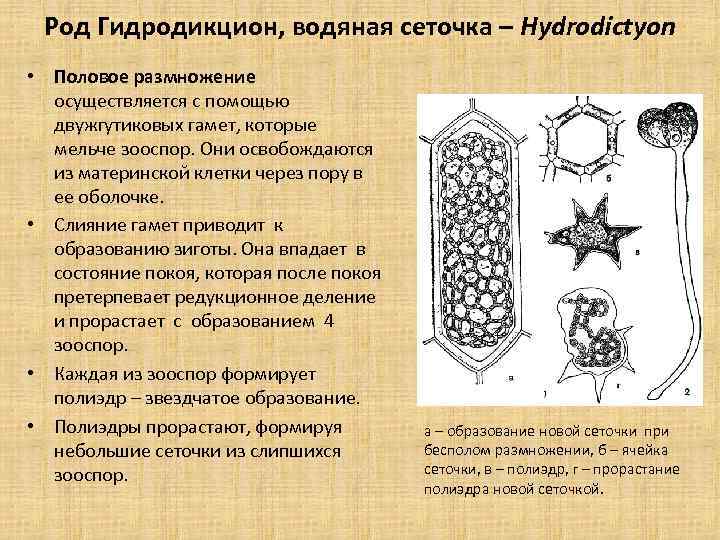 Род Гидродикцион, водяная сеточка – Hydrodictyon • Половое размножение осуществляется с помощью двужгутиковых гамет,