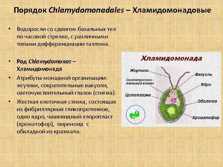 Порядок Chlamydomonadales – Хламидомонадовые • Водоросли со сдвигом базальных тел по часовой стрелке, с