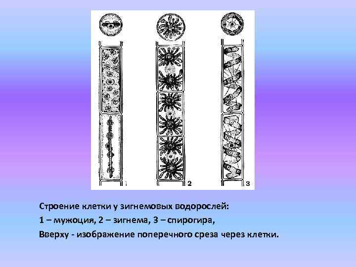 Строение клетки у зигнемовых водорослей: 1 – мужоция, 2 – зигнема, 3 – спирогира,