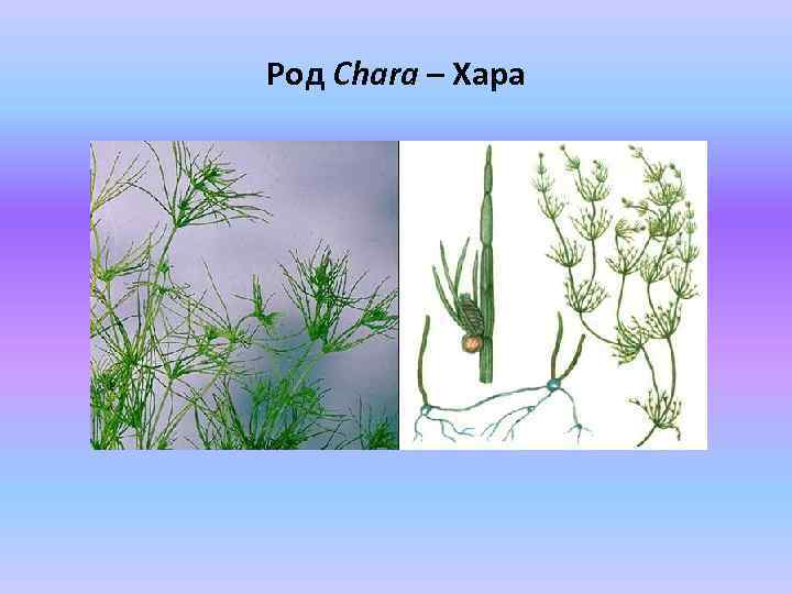 Род Chara – Хара 