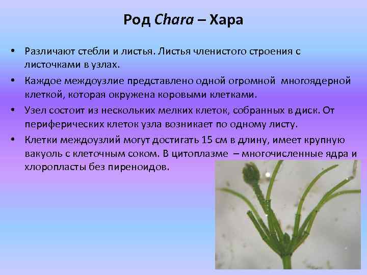 Род Chara – Хара • Различают стебли и листья. Листья членистого строения с листочками