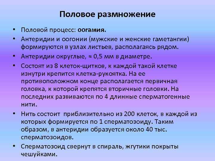 Половое размножение • Половой процесс: оогамия. • Антеридии и оогонии (мужские и женские гаметангии)