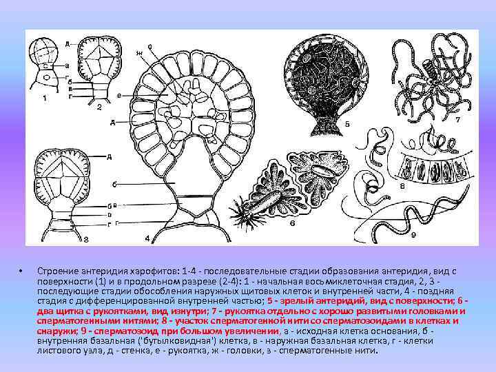  • Строение антеридия харофитов: 1 -4 - последовательные стадии образования антеридия, вид с