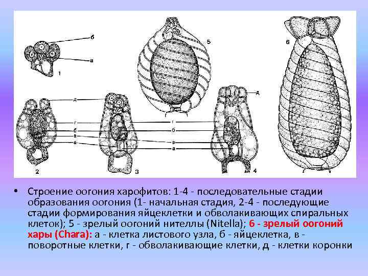  • Строение оогония харофитов: 1 -4 - последовательные стадии образования оогония (1 -