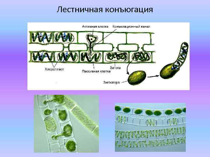 Лестничная конъюгация 